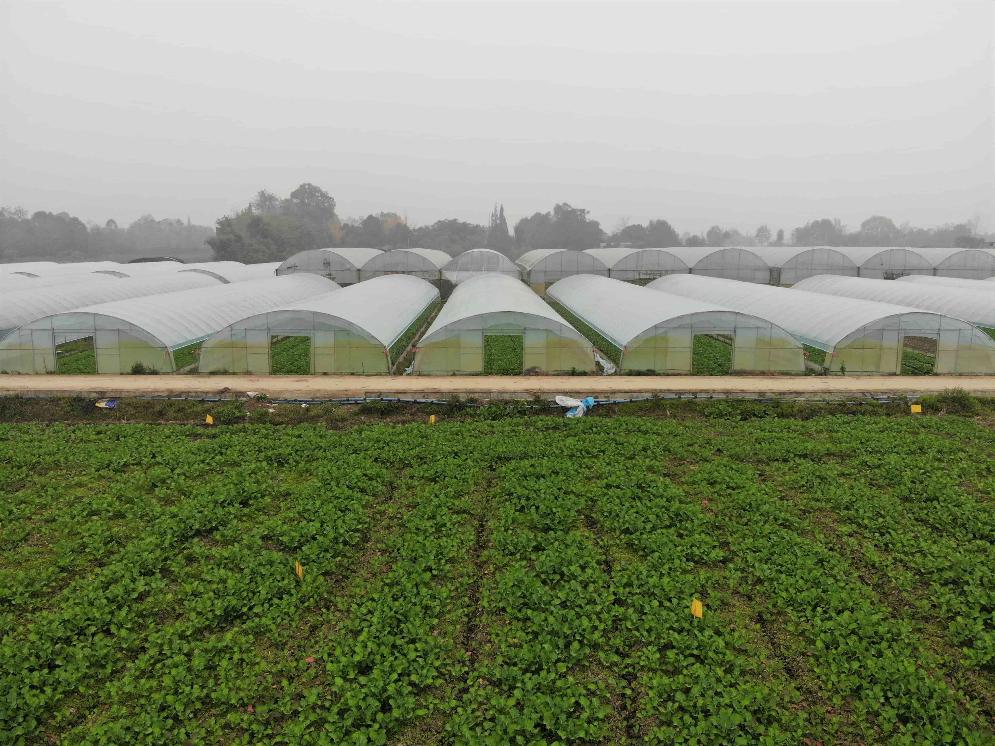 彭州市禾润蔬菜育苗基地