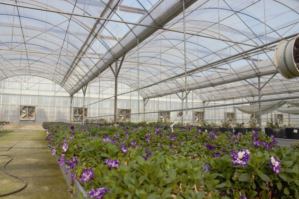 温室大棚花卉的修剪与整形