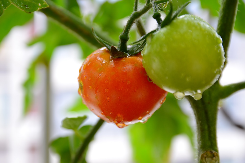 秋冬季温室大棚番茄栽培管理技术