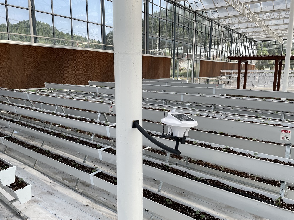 蔬果采用无土栽培有哪些优点