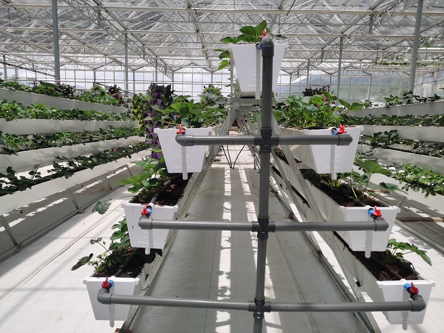 无土栽培作物营养失调原因及其防治