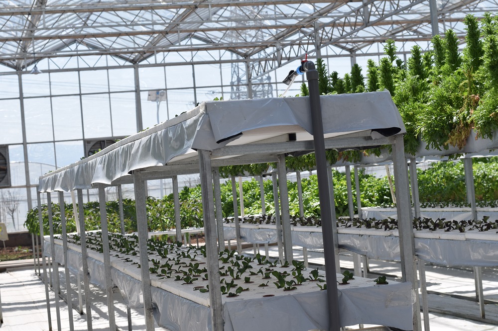 水培的一个完整系统详解