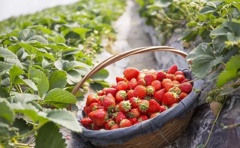 日光温室大棚种植反季节草莓的常见问题？