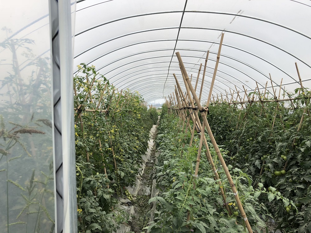 温室大棚蔬菜种植管理技术