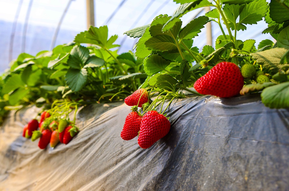温室种植草莓在使用钙肥时，都有哪些注意事项？