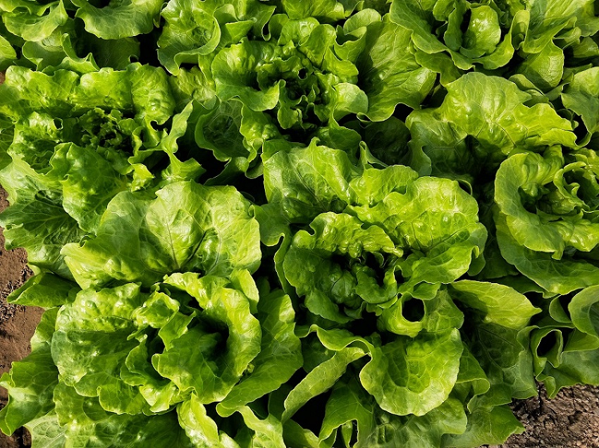 温室种植生菜想高产，对水肥的要求都有哪些？