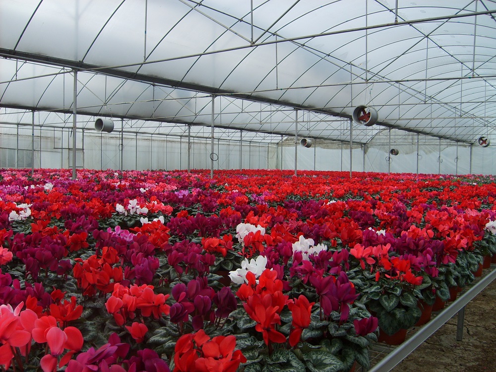 温室种植花卉的管理要点