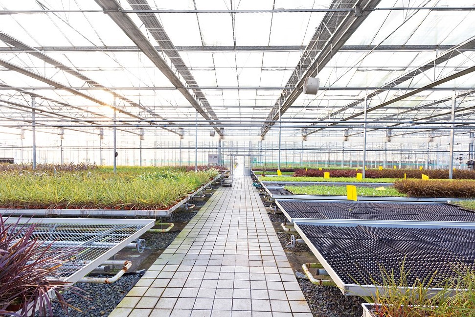 育苗再移栽的菜苗该如何进行管理呢？