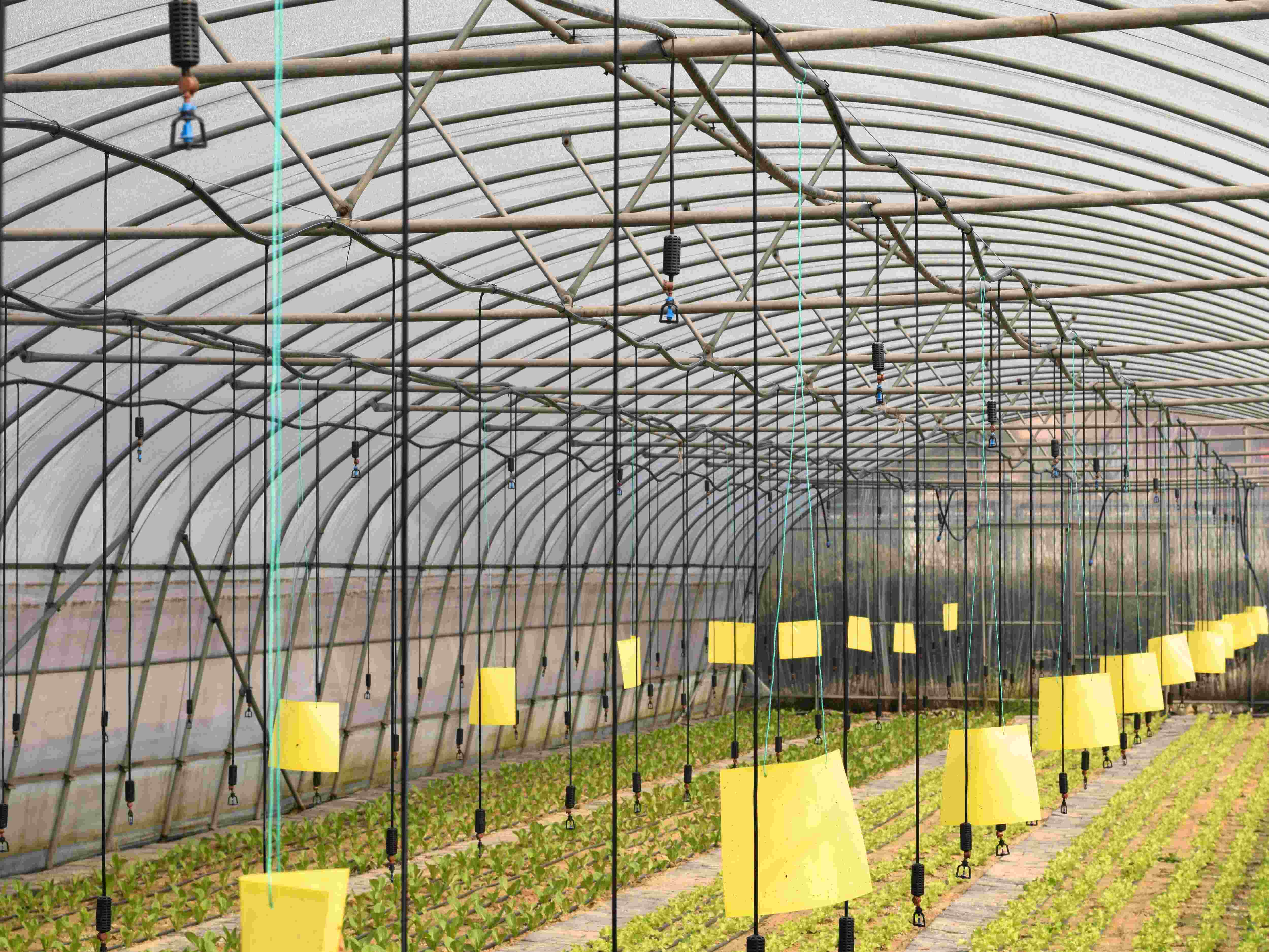 什么是水肥一体化技术？