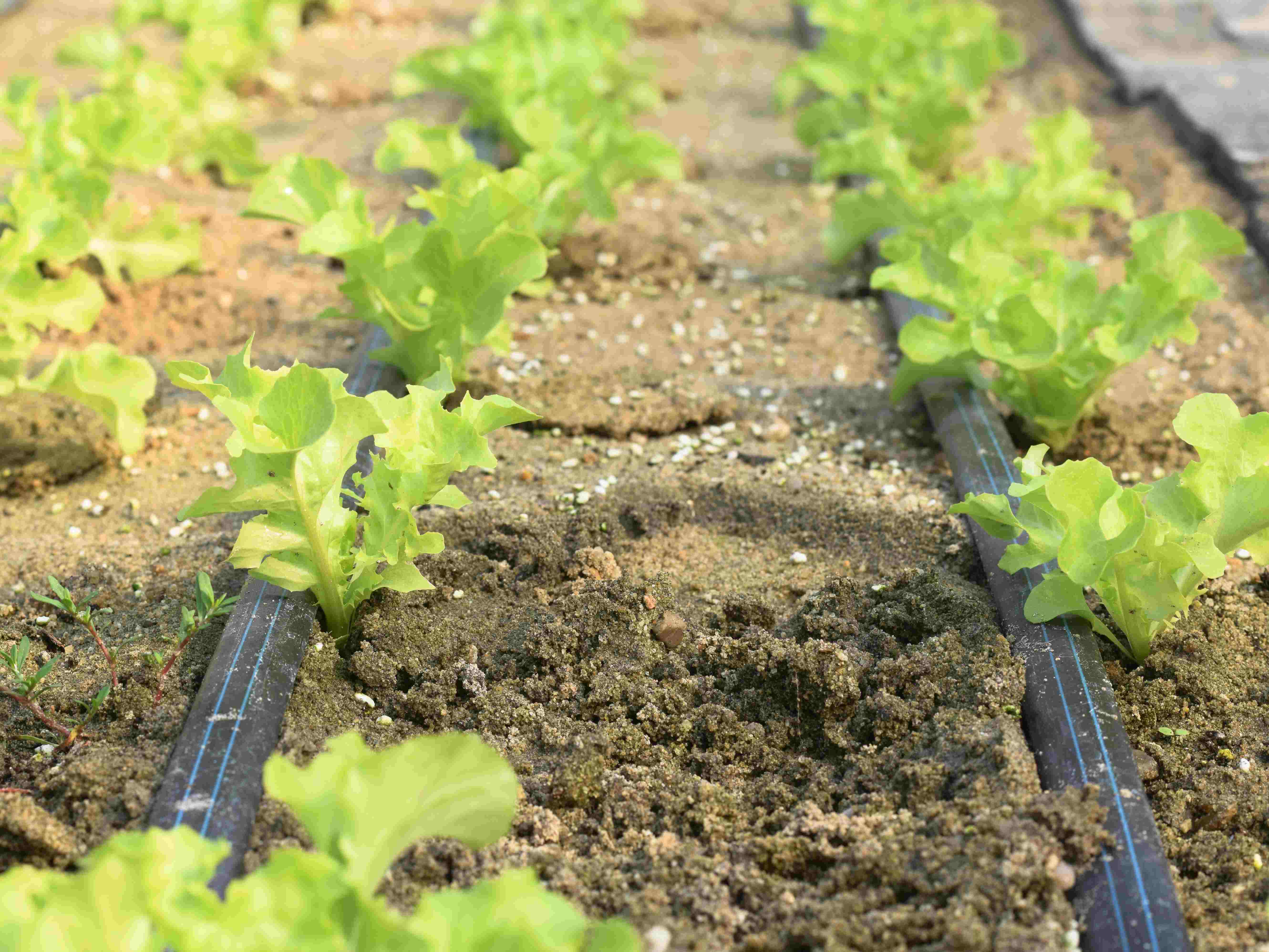 提高温室大棚温度的方法