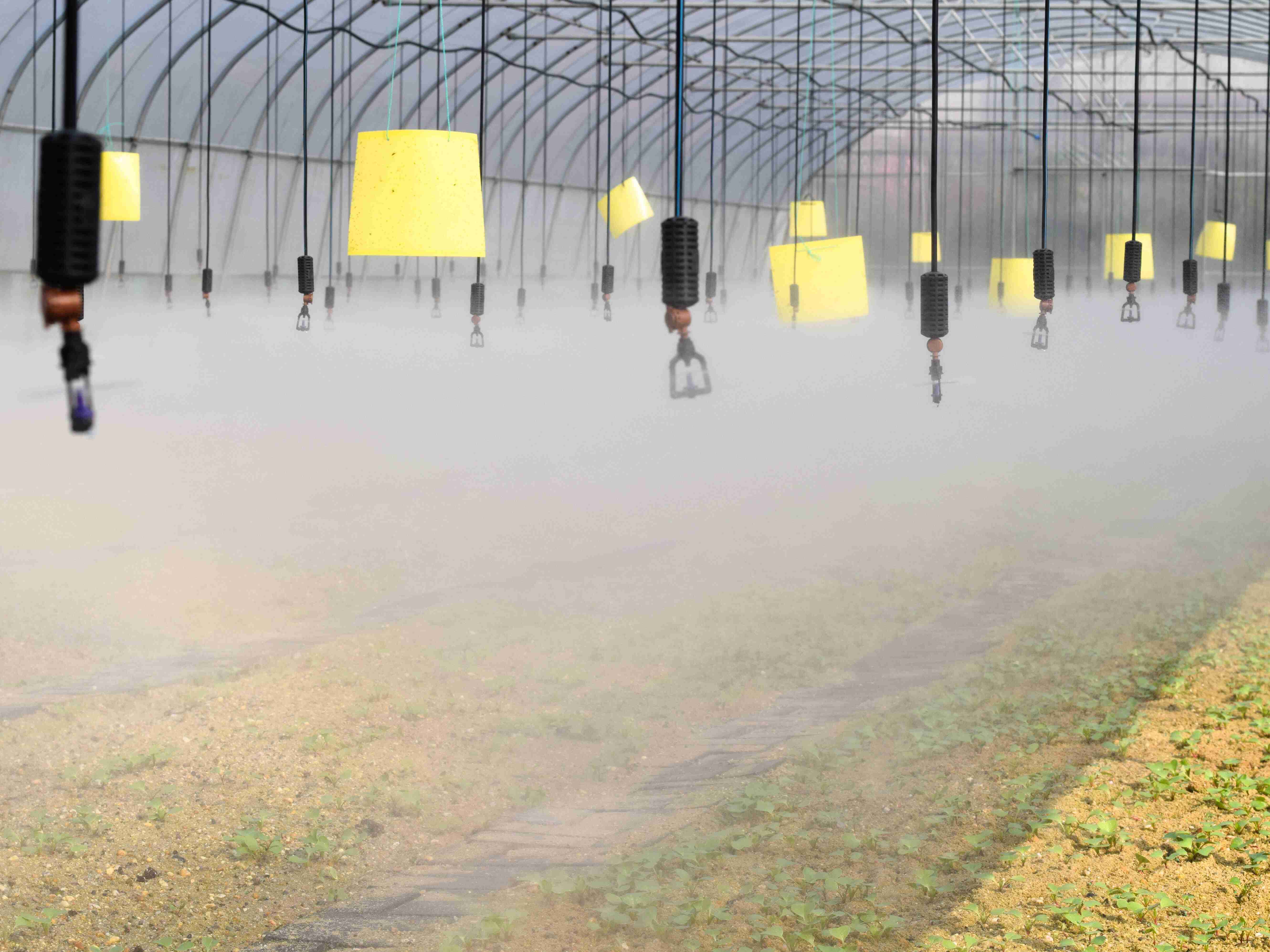 你知道温室大棚内农作物浇水有哪些条件吗？