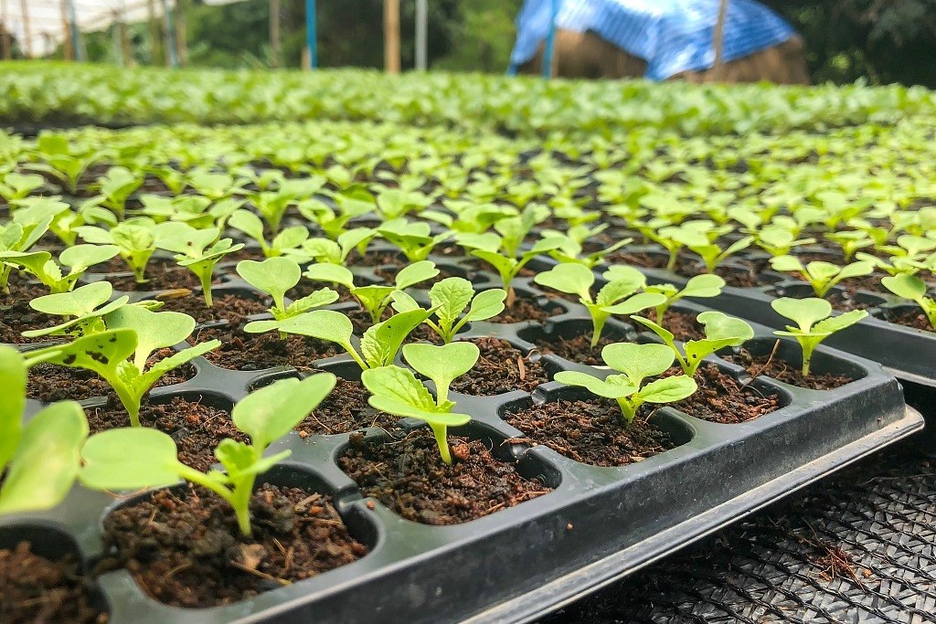 无土栽培的三种方式和特点，你还不知道？