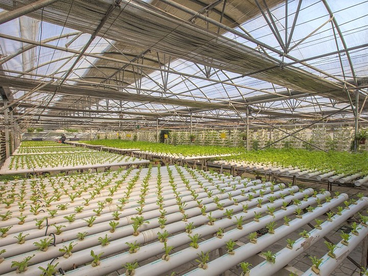 无土栽培需要满足什么条件？