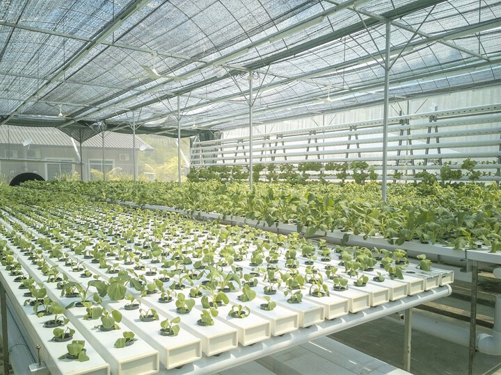 无土栽培技术分类解析