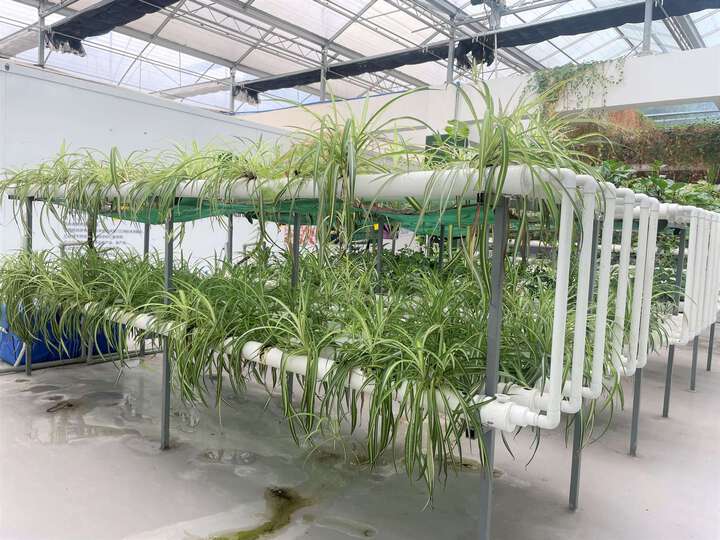 农业技术：有机生态型无土栽培有哪些特点？