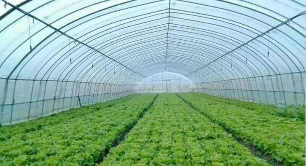 关于四川蔬菜大棚的作用