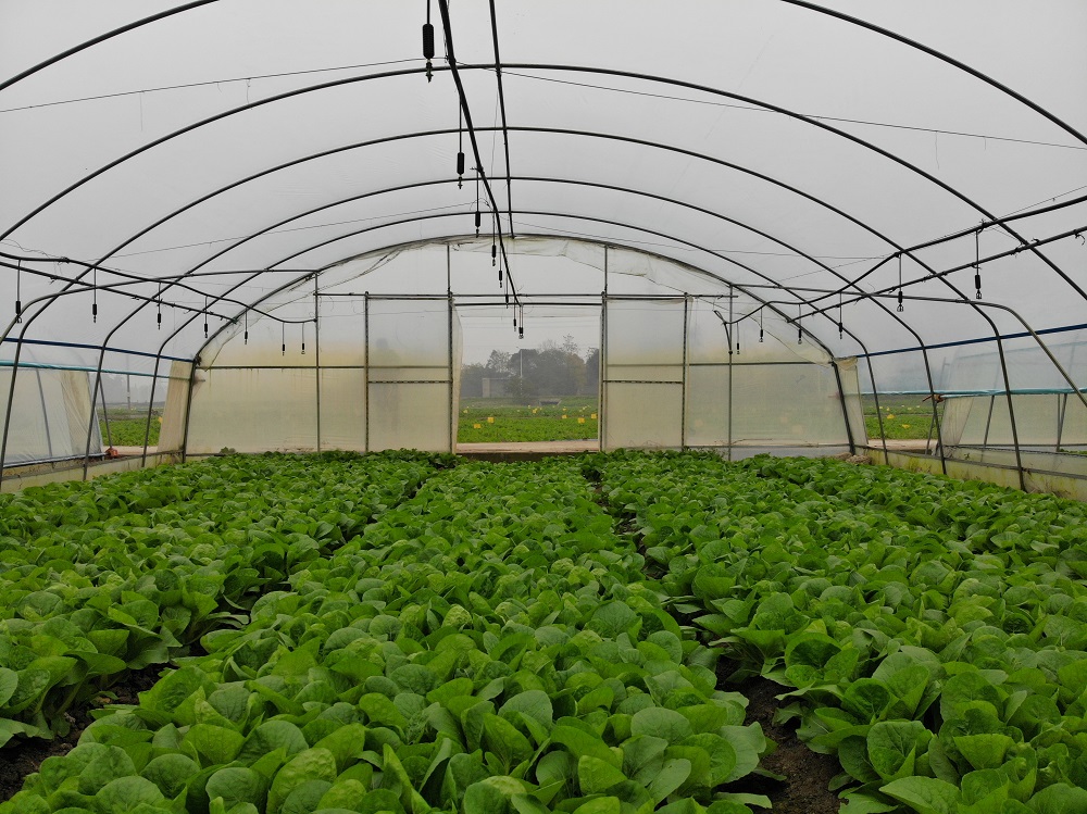 大棚蔬菜种植技术与管理