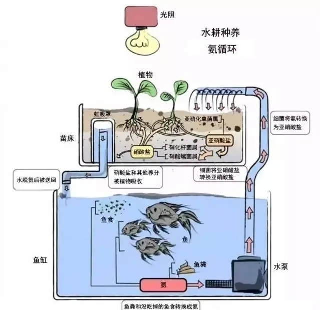 智慧鱼菜共生解决方案