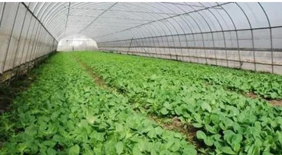 春季四川蔬菜大棚怎么管理？