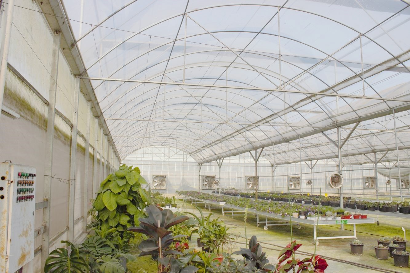 花卉温室大棚管理需要满足的几大要求