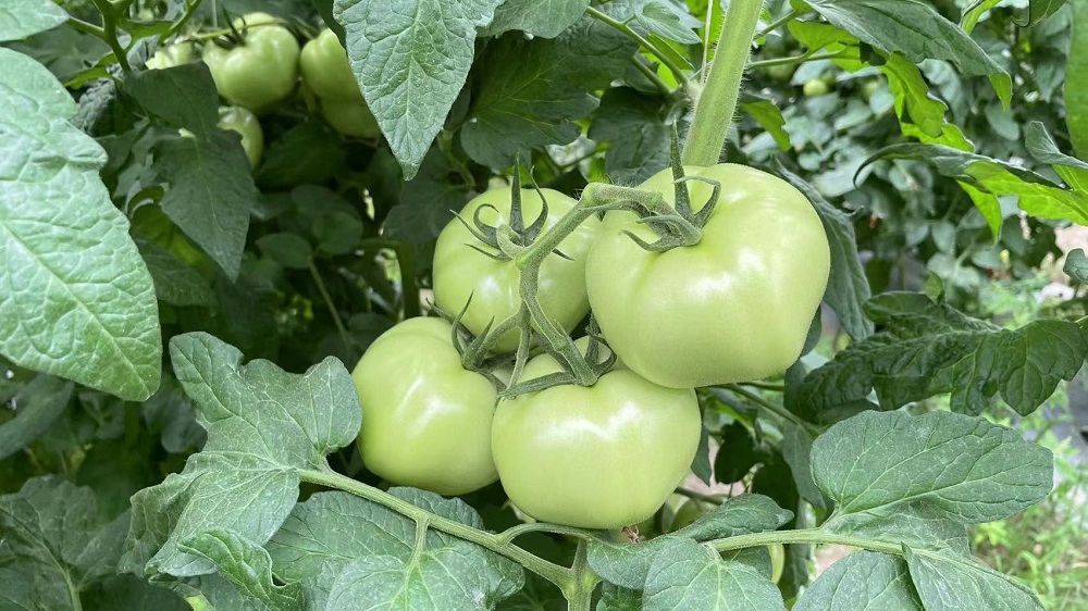 薄膜温室大棚的温度管理方法介绍