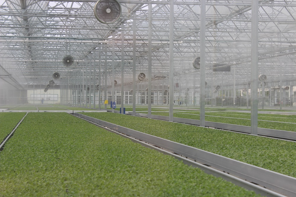 钢结构温室大棚的维护方法介绍