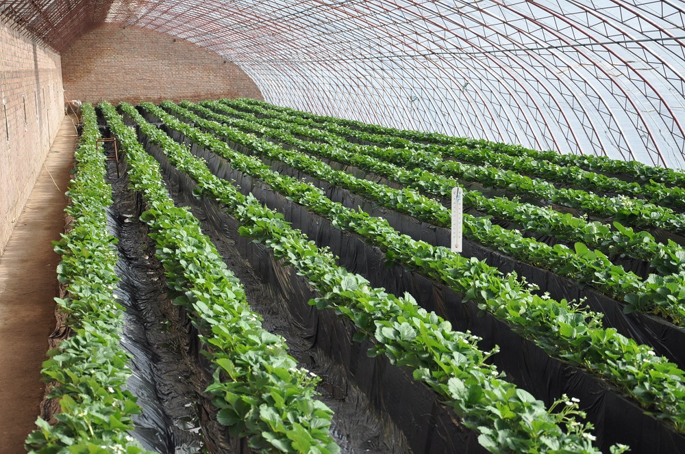 日光温室蔬菜大棚管理技术要点