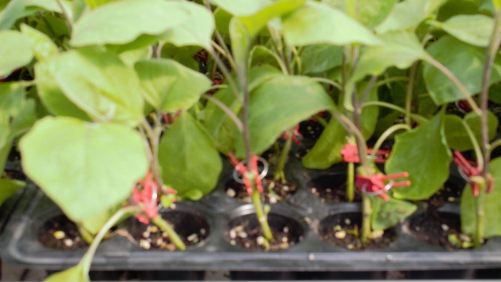 夏季温室大棚花卉种植注意事项