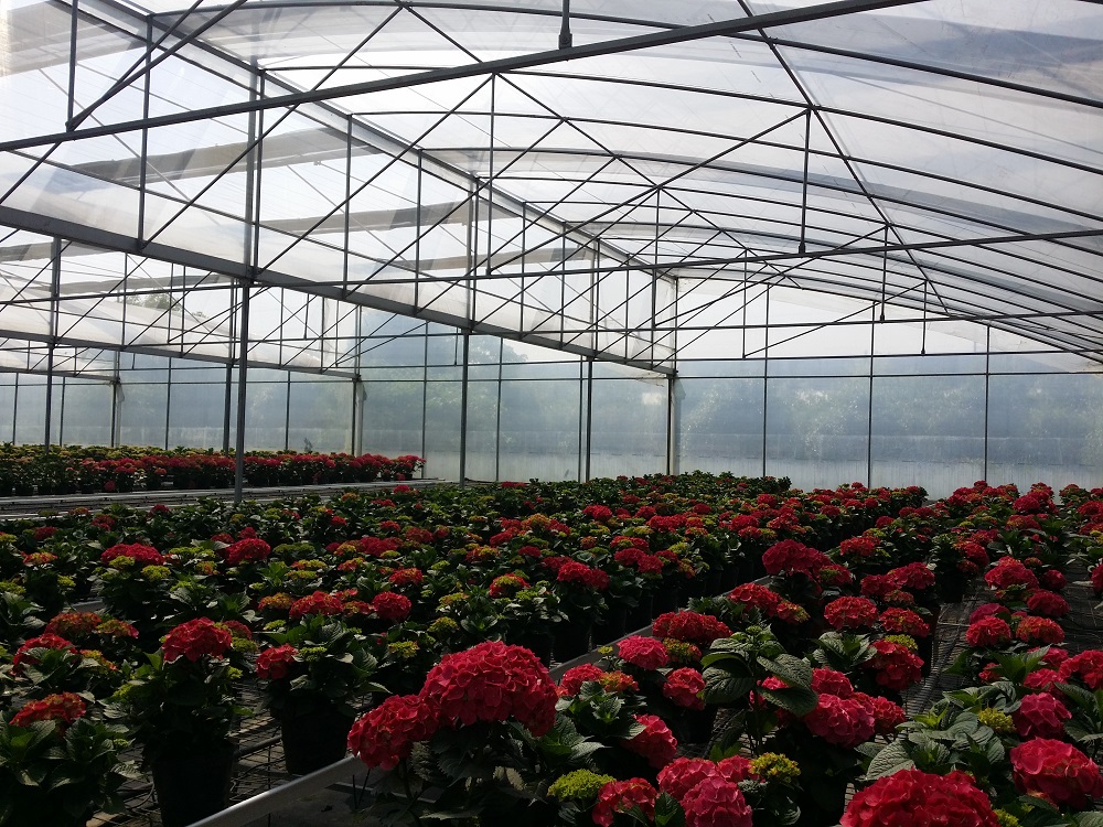 日光温室养殖大棚如何预防有毒气体生成