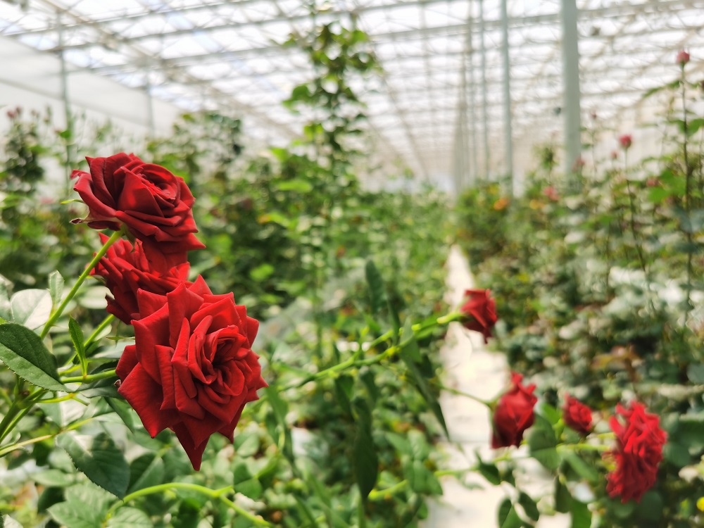 花卉大棚建造注意事项有那些