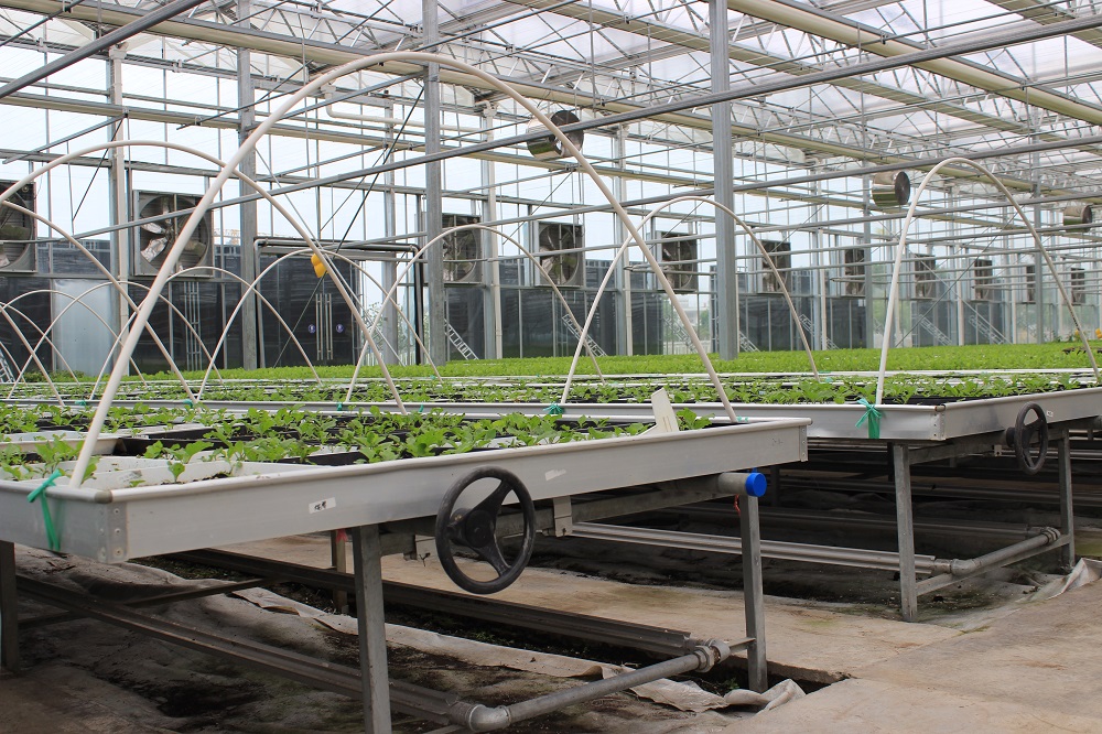 玻璃温室大棚日常管理介绍