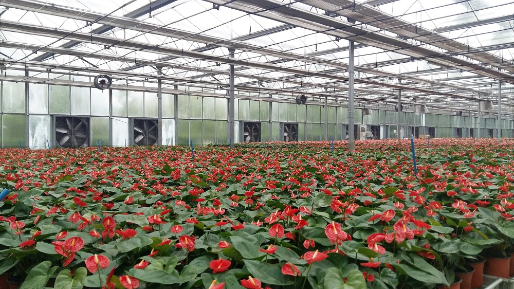 花卉温室大棚的常见问题和对策