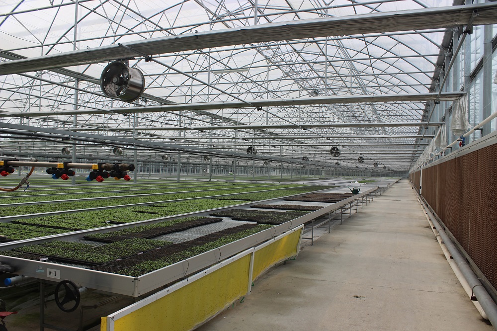 玻璃温室大棚的优势特点