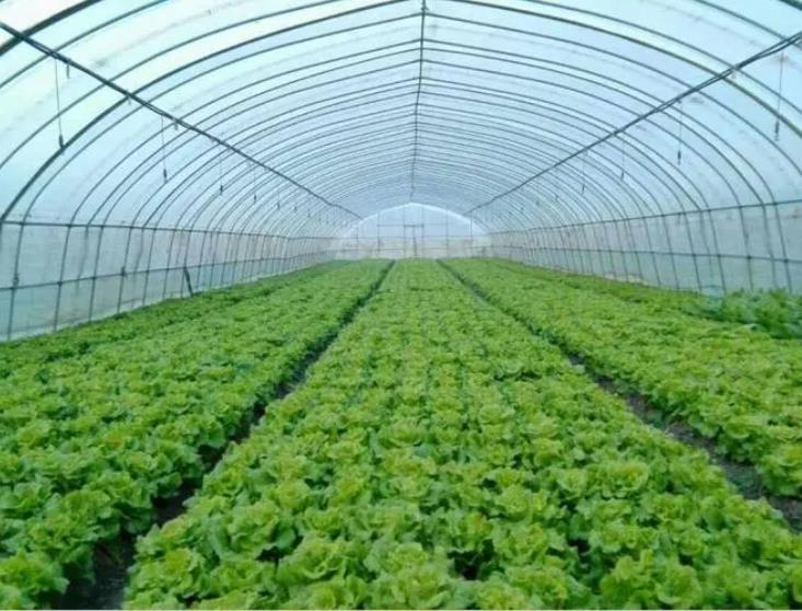 关于四川蔬菜大棚的知识介绍