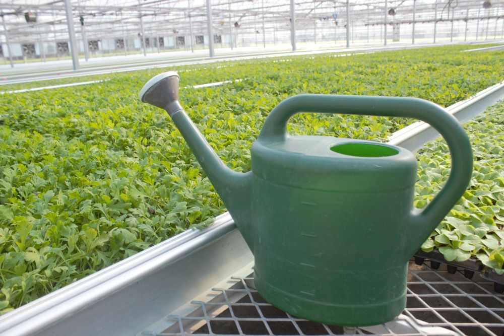 育苗温室大棚对蔬菜生产的意义