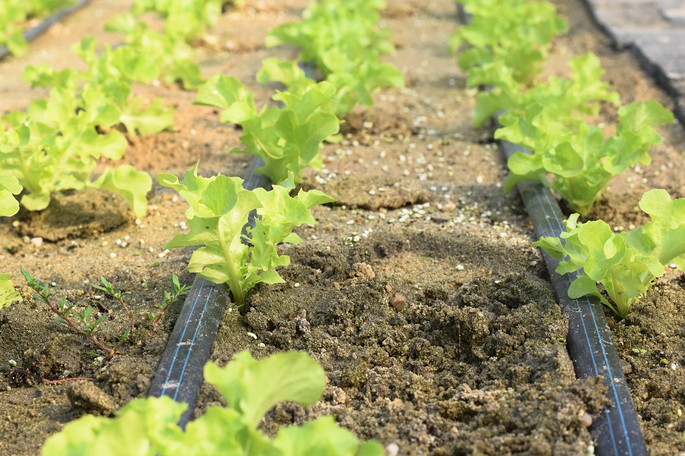温室大棚滴灌的正确使用