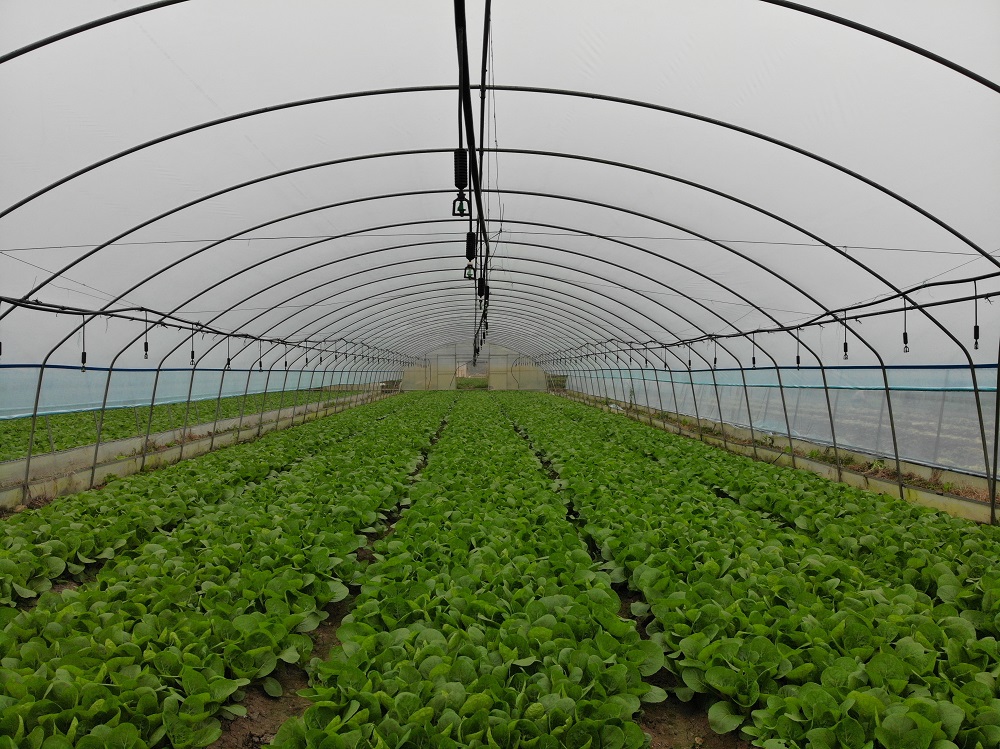 冬季温室大棚施肥注意事项