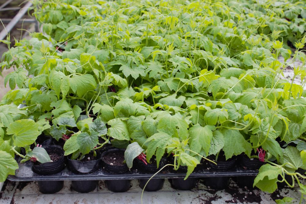 冬季温室育苗技术要点及注意事项