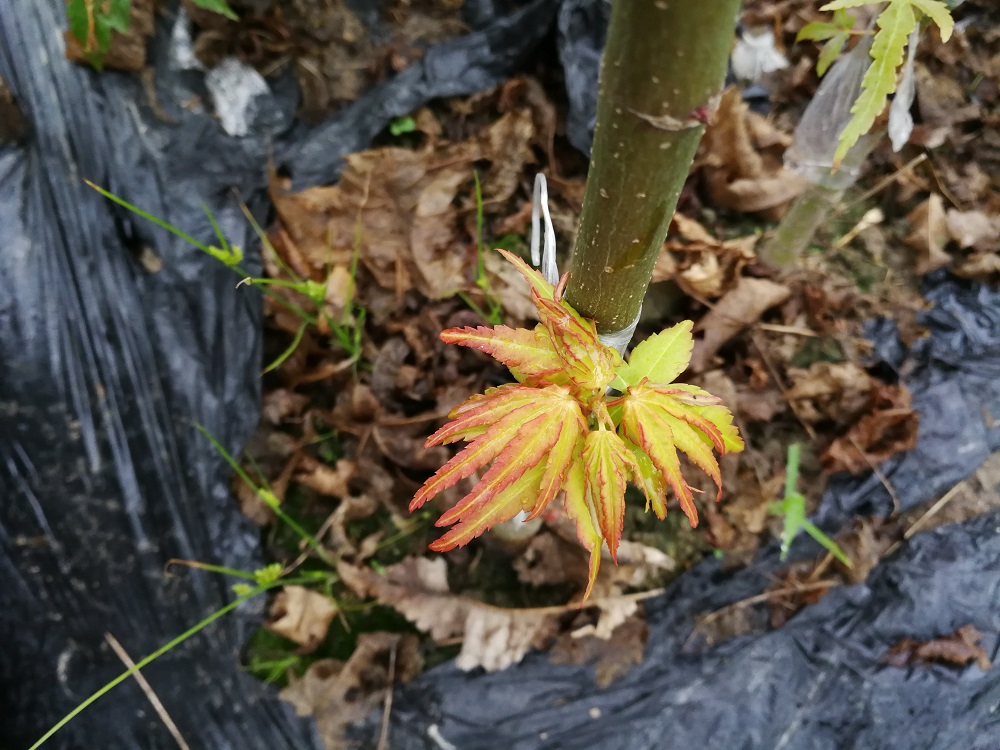 温室大棚养花嫁接技术