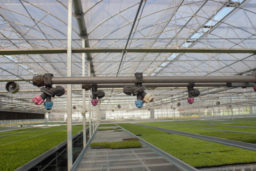 冬季温室蔬菜育苗技术要点