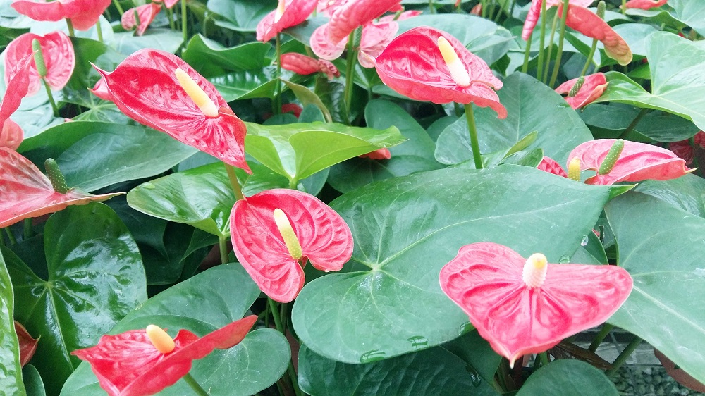 冬春花卉温室大棚内的气害与防治