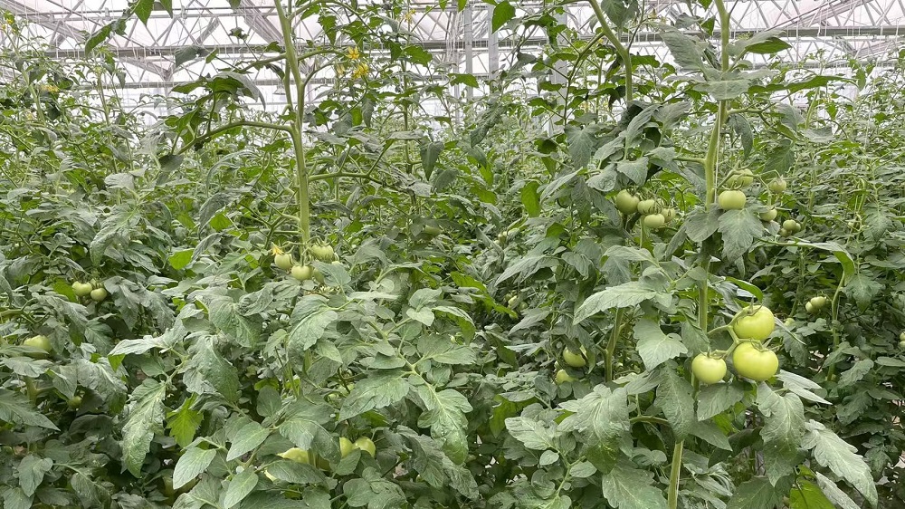 温室大棚蔬菜停滞不长的防治措施