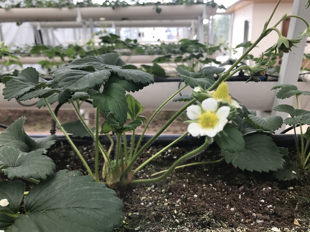 温室大棚秋冬管理注意事项