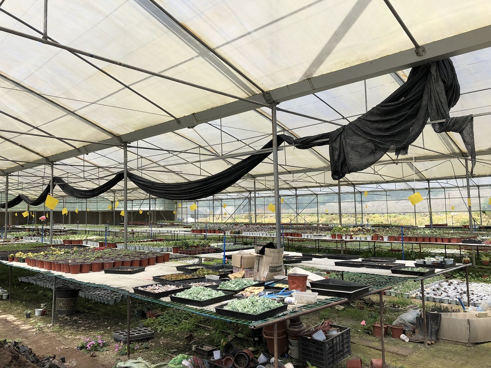 花卉温室大棚中的繁殖技术分生法