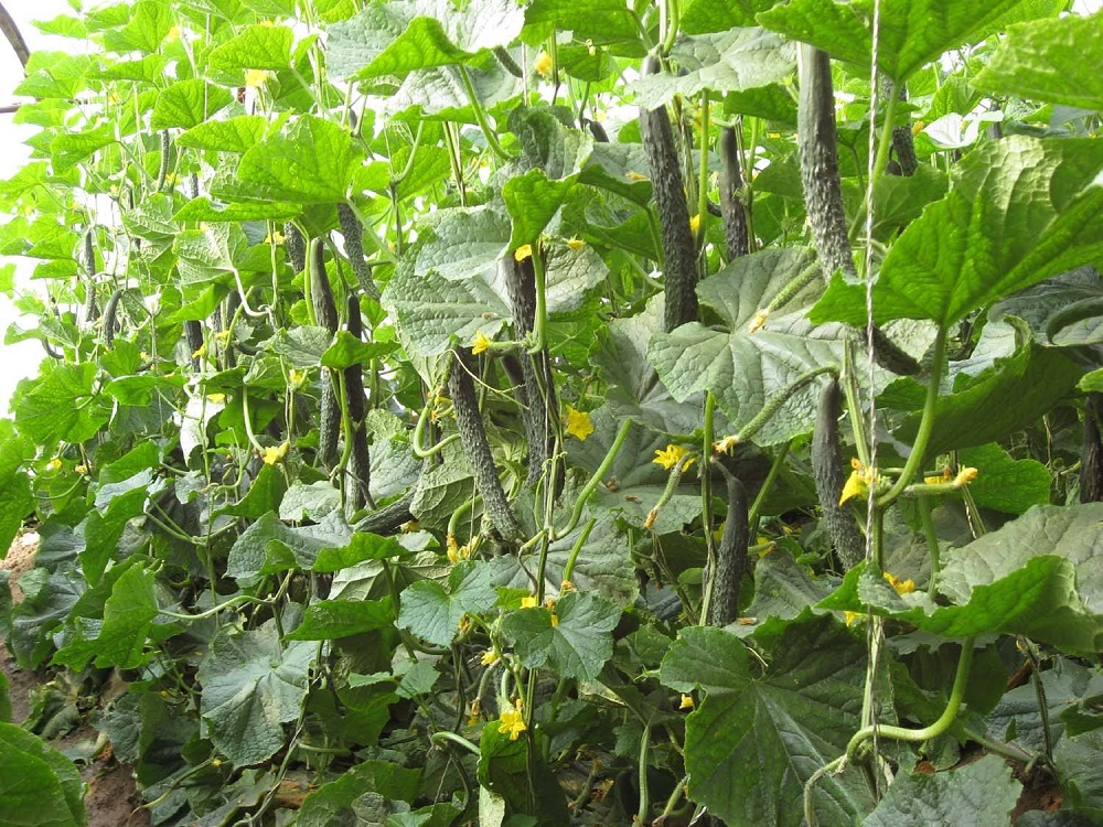 大棚蔬菜病害发生的原因及症状是什么？