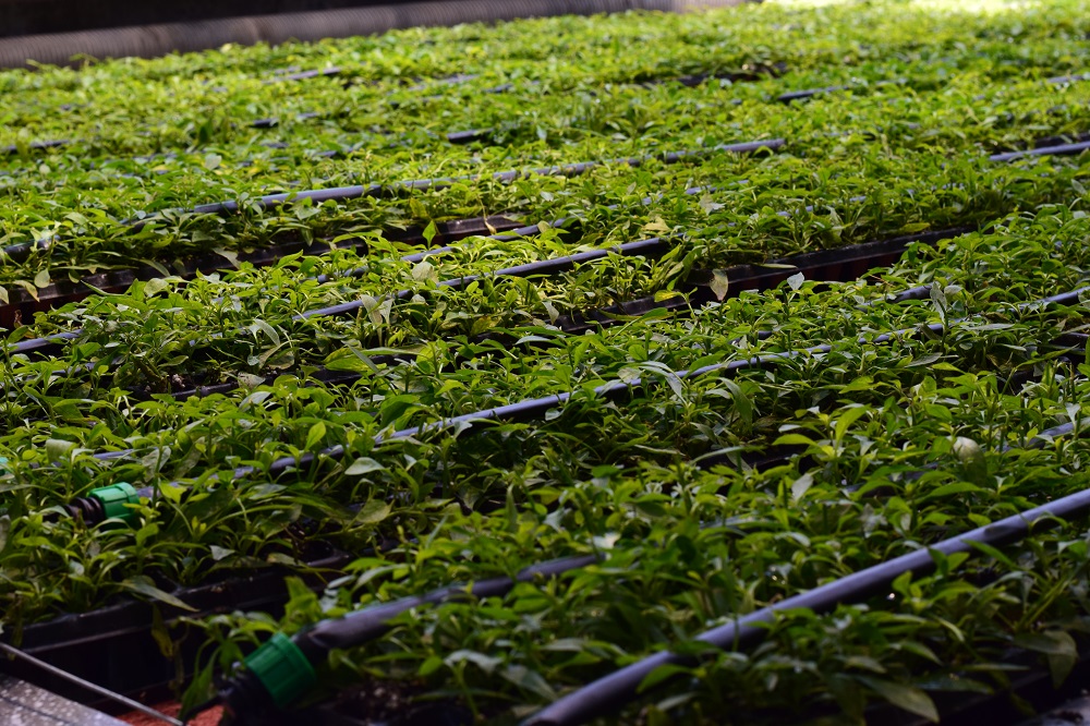 解决温室大棚草花生长滞后和超前的方法