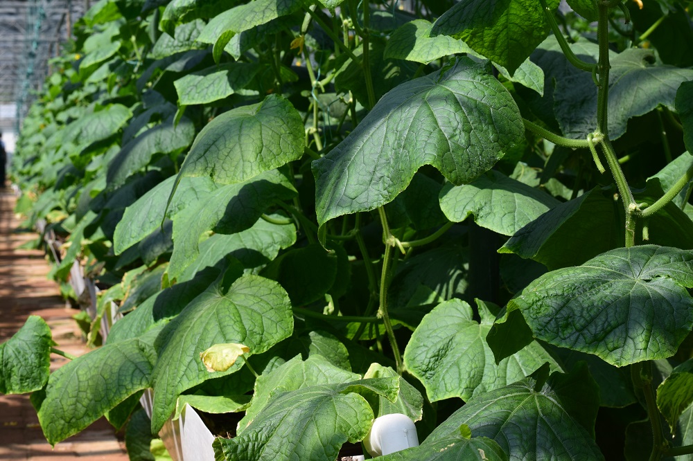 如何做好温室蔬菜大棚冬季浇水工作？