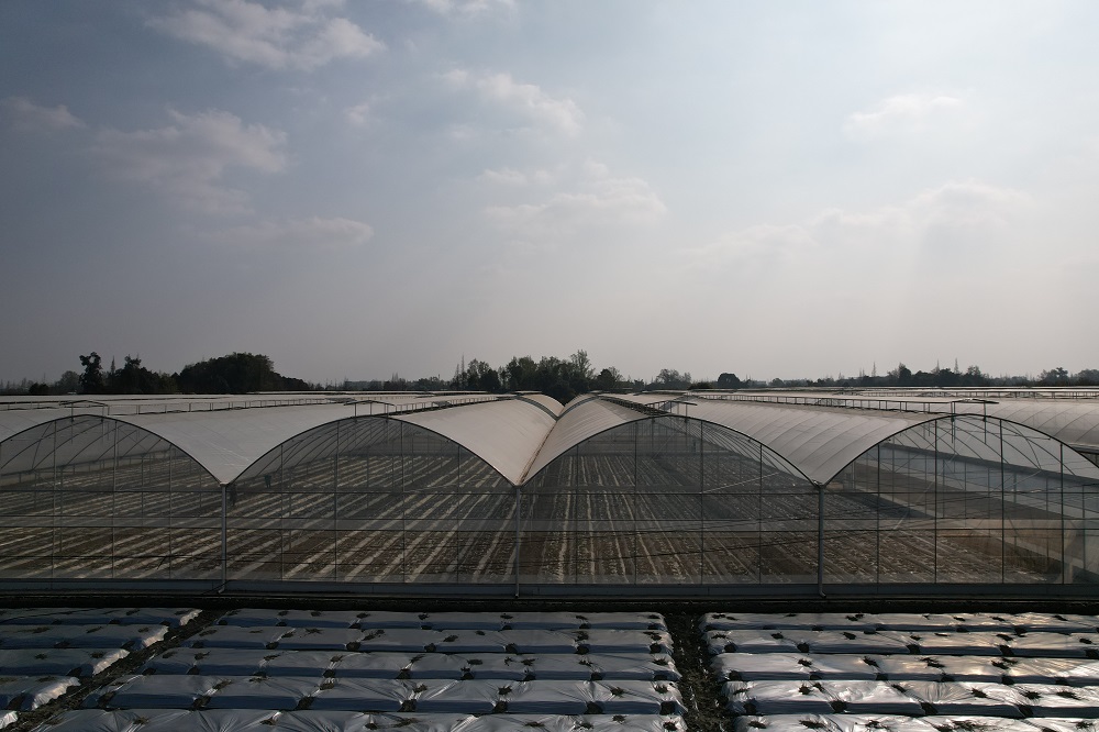 大棚温室花卉的气害及预防