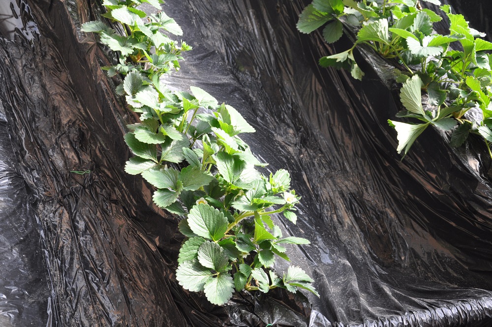 大棚草莓黄萎病如何防治？