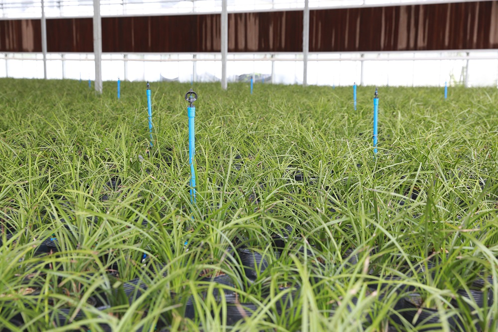 花卉种植大棚如何预防冻害问题